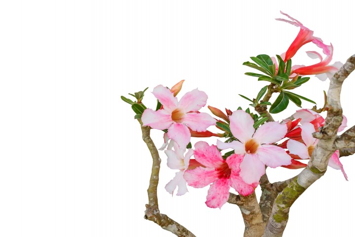 pink desert flower adenium obesum isolated on white