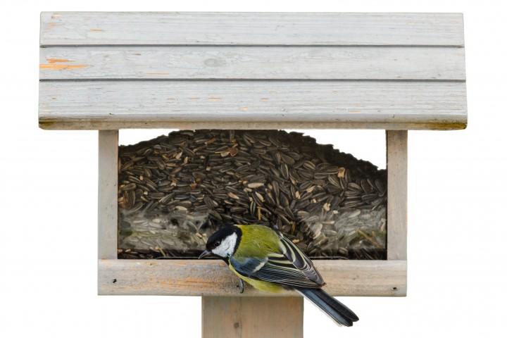 great tit on birdfeeder isolated on white background