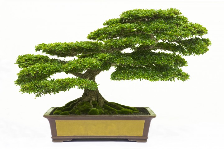 bonsai pine tree against a white wall