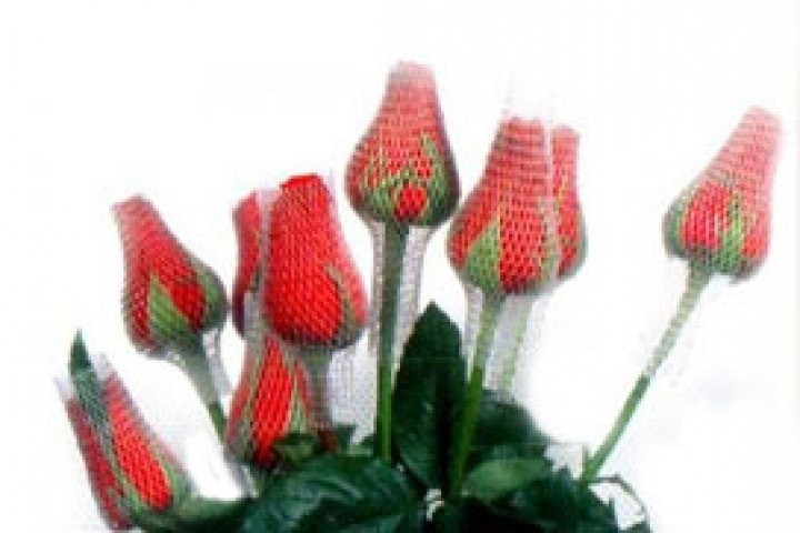 roses cover by plastic nets on white background