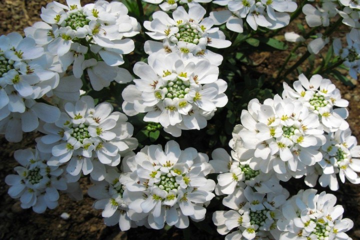 evergreen Candytuft Flowers