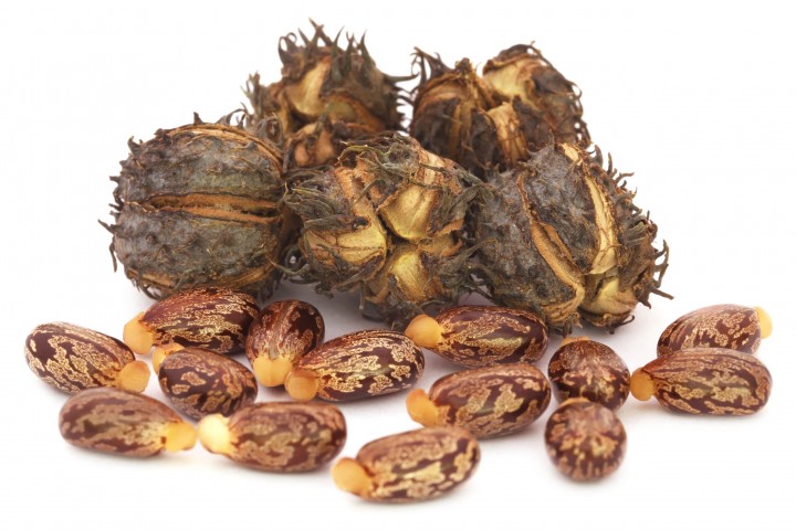 castor castor beans over white background