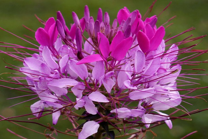 cleome flower 