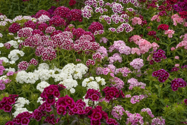 Dianthus mixed color flowers 