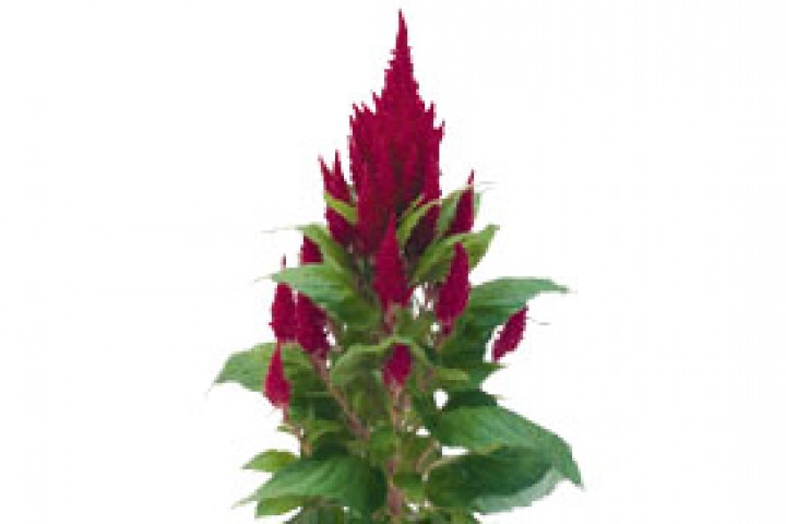 Celosia flower ornamental plant on white background 