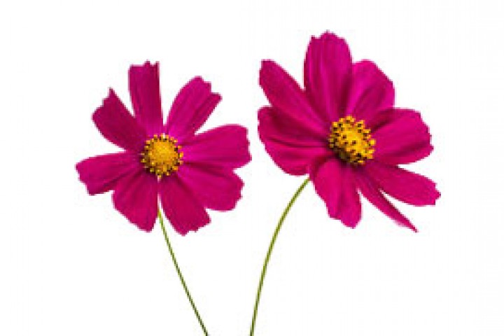 desi gerbera flower isolated on white background