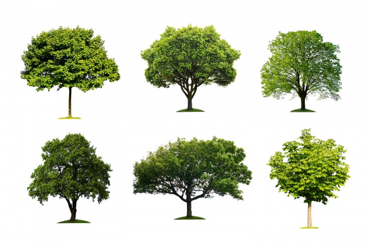 collection of isolated summer tree