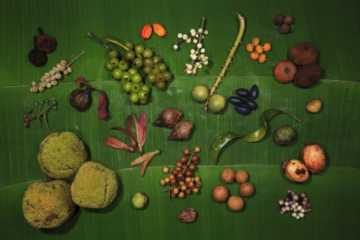 forestry seeds different types of forestry seeds on green color background