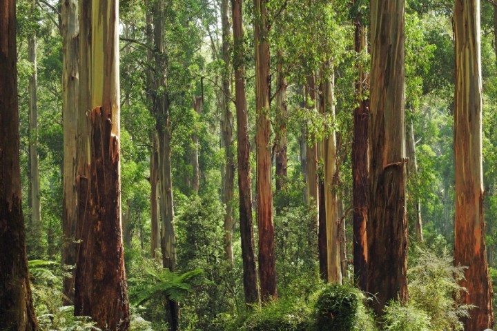 forestry trees forest trees