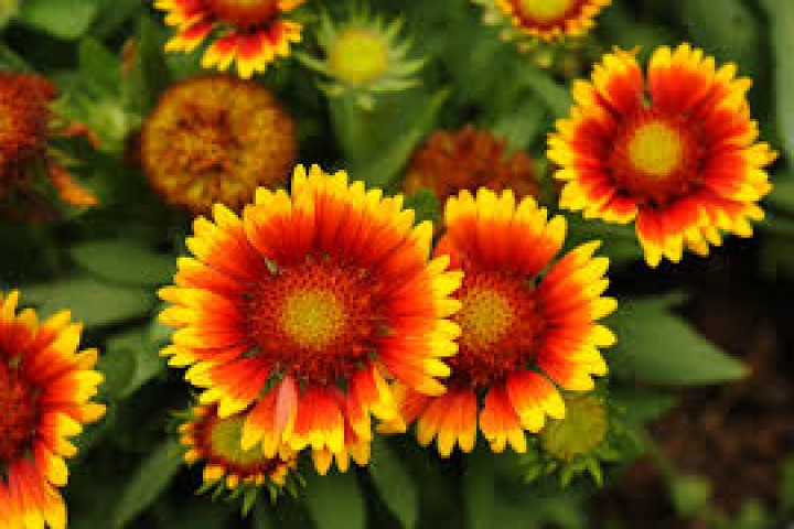 Gaillardia hybrid mixed color flowers