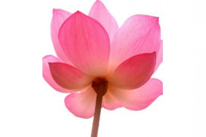 lotus flower isolated on white background