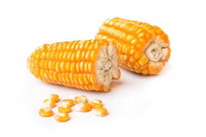 maize dried corn seed isolated on white background