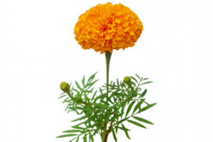 orange marigold branch 