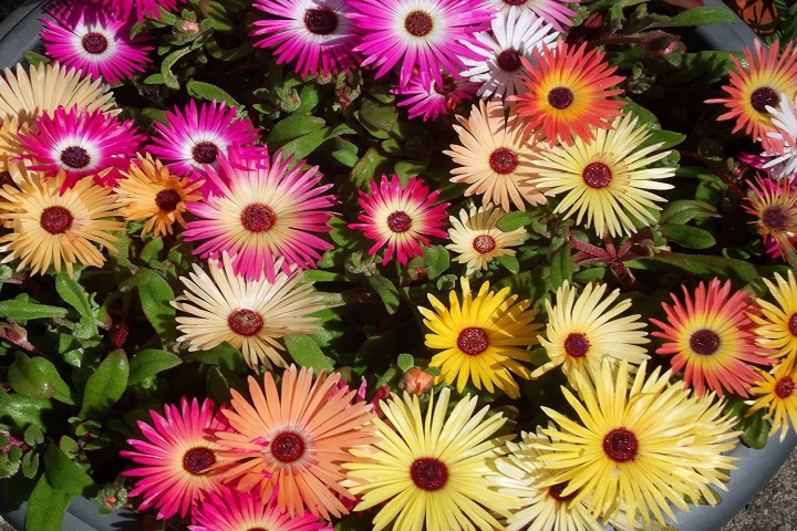 Mesembryanthemum mix flower plants
