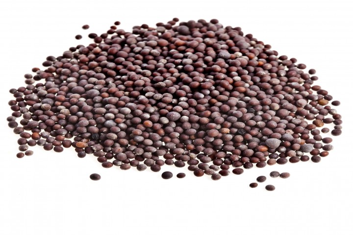 mustard mustard seeds isolated on white