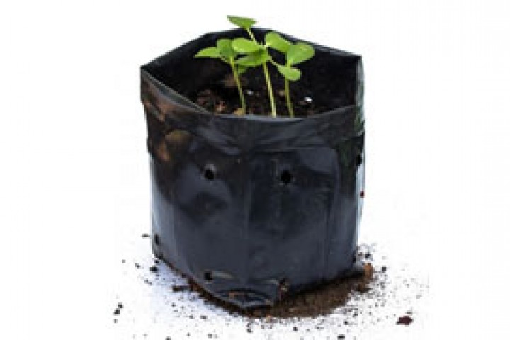 young plant in nursery bags on white background