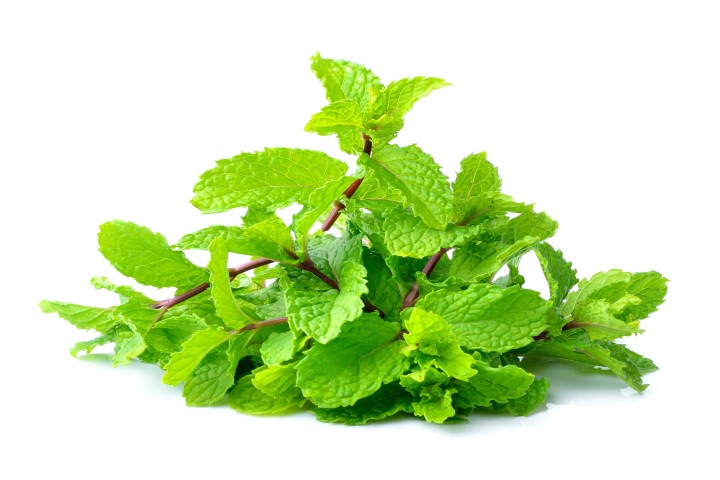 mint isolated on white background