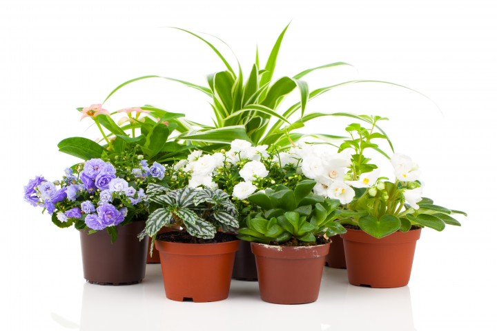 spring flowers and plants isolated on white background