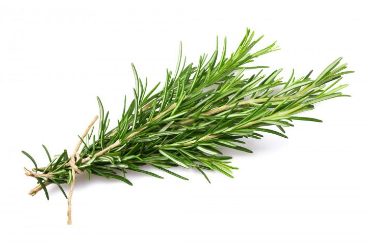 fresh rosemary bunch isolated on white background