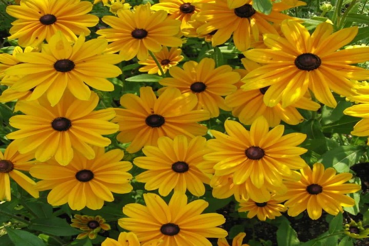 Rudbeckia flowers plants