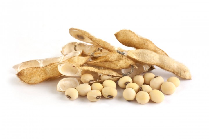 soyabean soy-pods-isolated-on-white-background