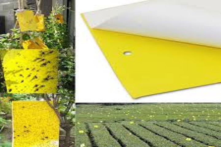 trap pads Yellow Sticky Trap pad For Pest Management